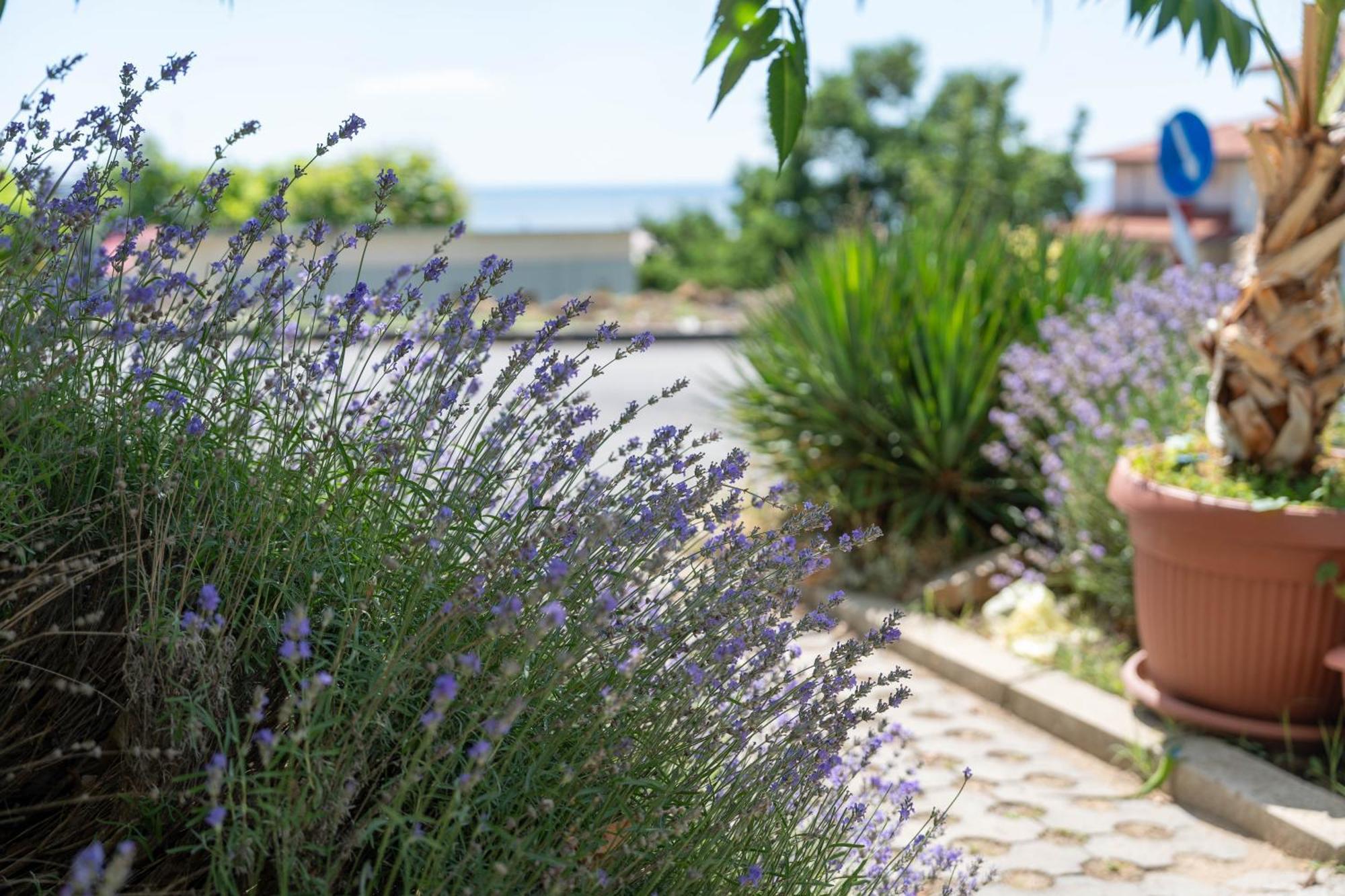 Hotel Sea Vista Sweti Wlas Exterior foto